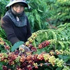 Coffee exports earn Vietnam 1.3 million USD in first 4 months