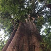 Century-old tree preserved in Ha Tinh national park