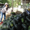 Vietnamese farm produce seeks to reach French customers