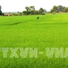 Hau Giang uses more RoK biological products in cultivation