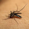 Southeast Asian nations, China pledge to fight malaria 