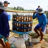 Mekong Delta authorities improve management of Tra fish breeding 