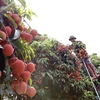 Festival promotes consumption of Thanh Ha litchi