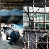 Can Tho reports no bears in captivity 
