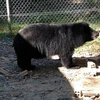 More Asian black bears in captivity in Lam Dong released 