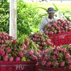 Dragon fruits dominate Vietnam’s fruit exports