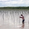 Farmers earn higher incomes from protecting mangrove forests 