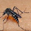 Korean woman suspected of catching Chikungunya fever