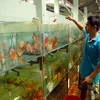 HCM City: Ornamental fish production reaches higher standards
