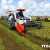 Can Tho’s agriculture production reports high growth in first half 