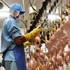 Vietnam’s poultry, livestock product exports increase