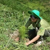 Nearly 57,000ha of alternative forests planted across Vietnam