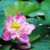 Lotus flower shows tranquil charm in summer heat