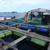 Draft strategy targets Vietnam’s leading position in Asian mariculture