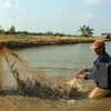 Mekong Delta records over 12,000ha of damaged crustacean farms in H1