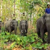 Yok Don National Park to boost elephant-friendly tourism
