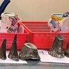 Over 7kg of rhino horns seized at Tan Son Nhat airport