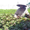 Vietnam’s organic farming expansion faster than world average