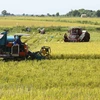 Southern localities report bumper summer-autumn crop