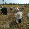 Thailand spends nearly 3 billion USD supporting rice sector