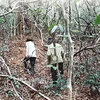 Endangered gaurs losing habitat in national park