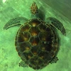 Vietnam strengthens protection of rare sea turtles