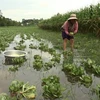 Mekong Delta farmers struggle with floods