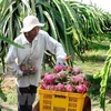 Tien Giang to expand dragon fruit growing area