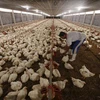 Indonesia works to prevent bird flu spreading from Malaysia