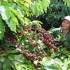 Building brand name for Vietnam’s coffee