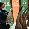 Malaysia seizes rhino horns worth 12 million USD