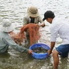 Ben Tre: Shrimp to become spearhead of production industry