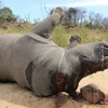 Short film calls for end to rhino massacres 