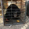 Last private bear bile farm in Tien Giang closed