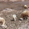 Workshop talks goat, sheep farming amid climate change