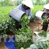 Vietnam’s tea exports fall in both volume and revenue 