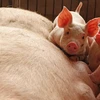 FAO convenes emergency meeting to prevent spread of swine fever 