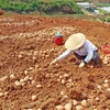 Sales of non-local farm produce banned at Da Lat market