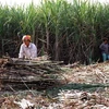 Sugarcane faces plummeting prices