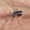 Indonesia: Lombok declares health emergency due to malaria 