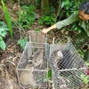 Phong Nha-Ke Bang National Park releases 11 rare animals 