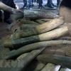 Nearly 1 tonne of elephant tusks, pangolin scales uncovered in Hanoi