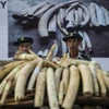 Myanmar destroys 1.3 million USD worth of trafficked wildlife parts