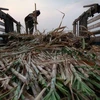 Thailand's sugar, sugarcane output forecast to fall