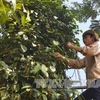 Pepper in many Dong Nai areas reaches organic standards