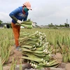 Ninh Thuan farmers strike it rich with aloe vera