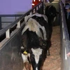 TH Group imports more dairy cows from US 
