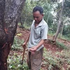 Binh Phuoc farmers learn new techniques for cashew cultivation