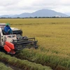 Southern region hits target for rice harvest