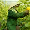 Central Da Nang city eyes hi-tech farms